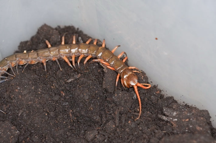 Scolopendra Sp Lowland Jewel - Frognose Exotics