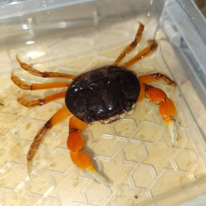 Giant Red Land Crab (Tuerkayana Magnum) Small - Frognose Exotics