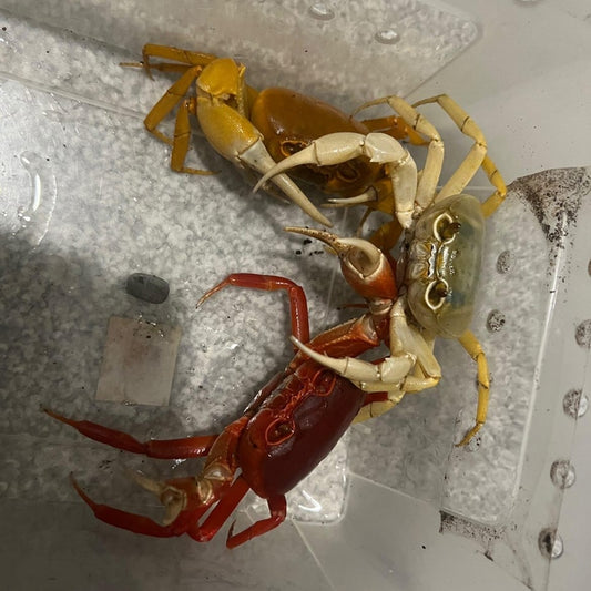 3x Freshwater Pirate Crab Multicolor Pack - Frognose Exotics