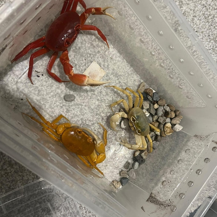 3x Freshwater Pirate Crab Multicolor Pack - Frognose Exotics