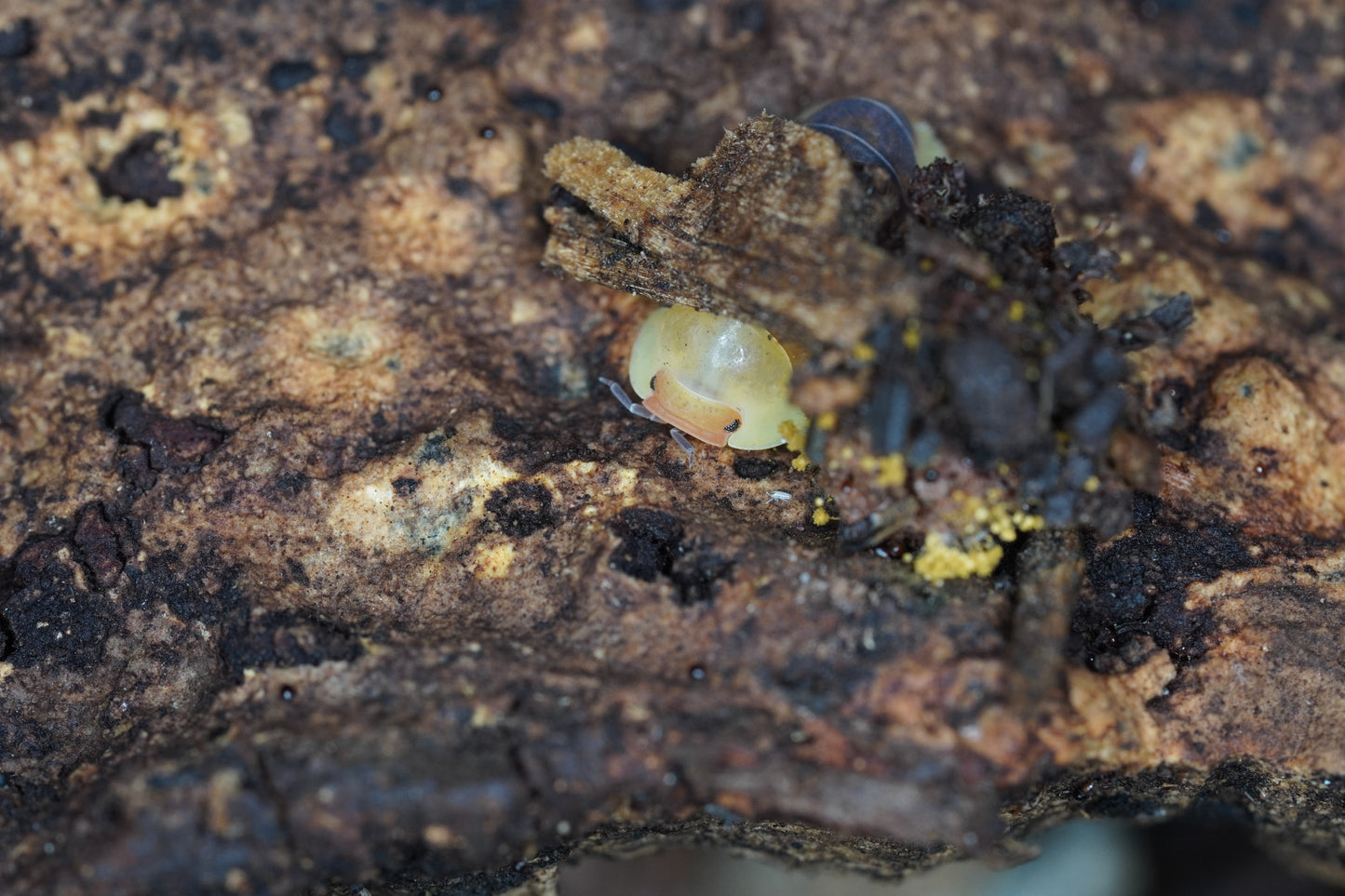 Cubaris Rubber Ducky - Frognose Exotics