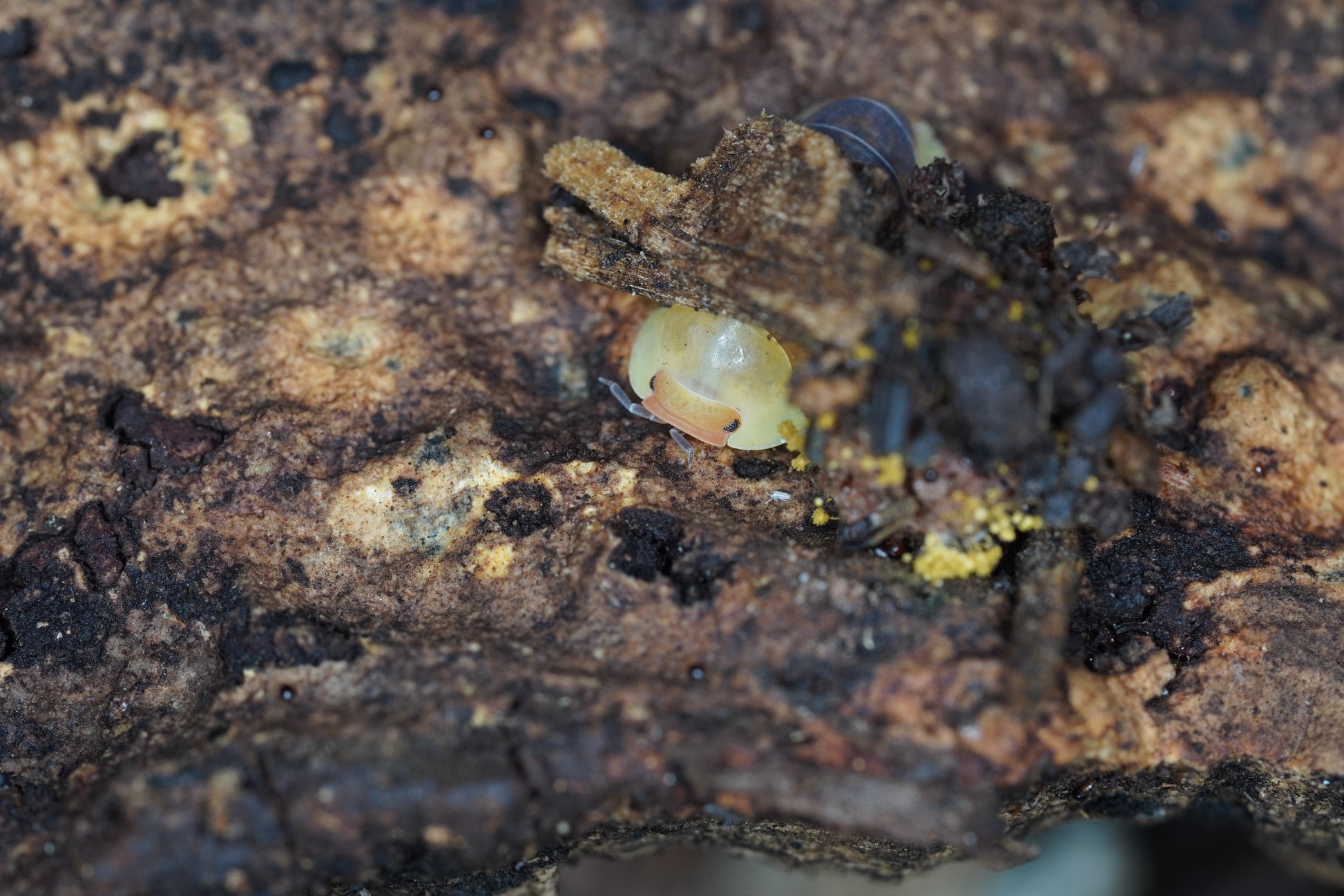 Cubaris Rubber Ducky - Frognose Exotics