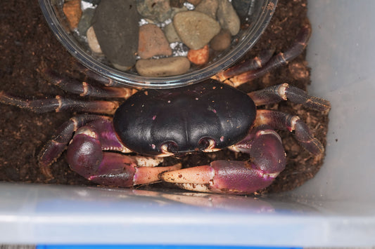Purple Land Crab (Gecarcoidea lalandii) - Frognose Exotics