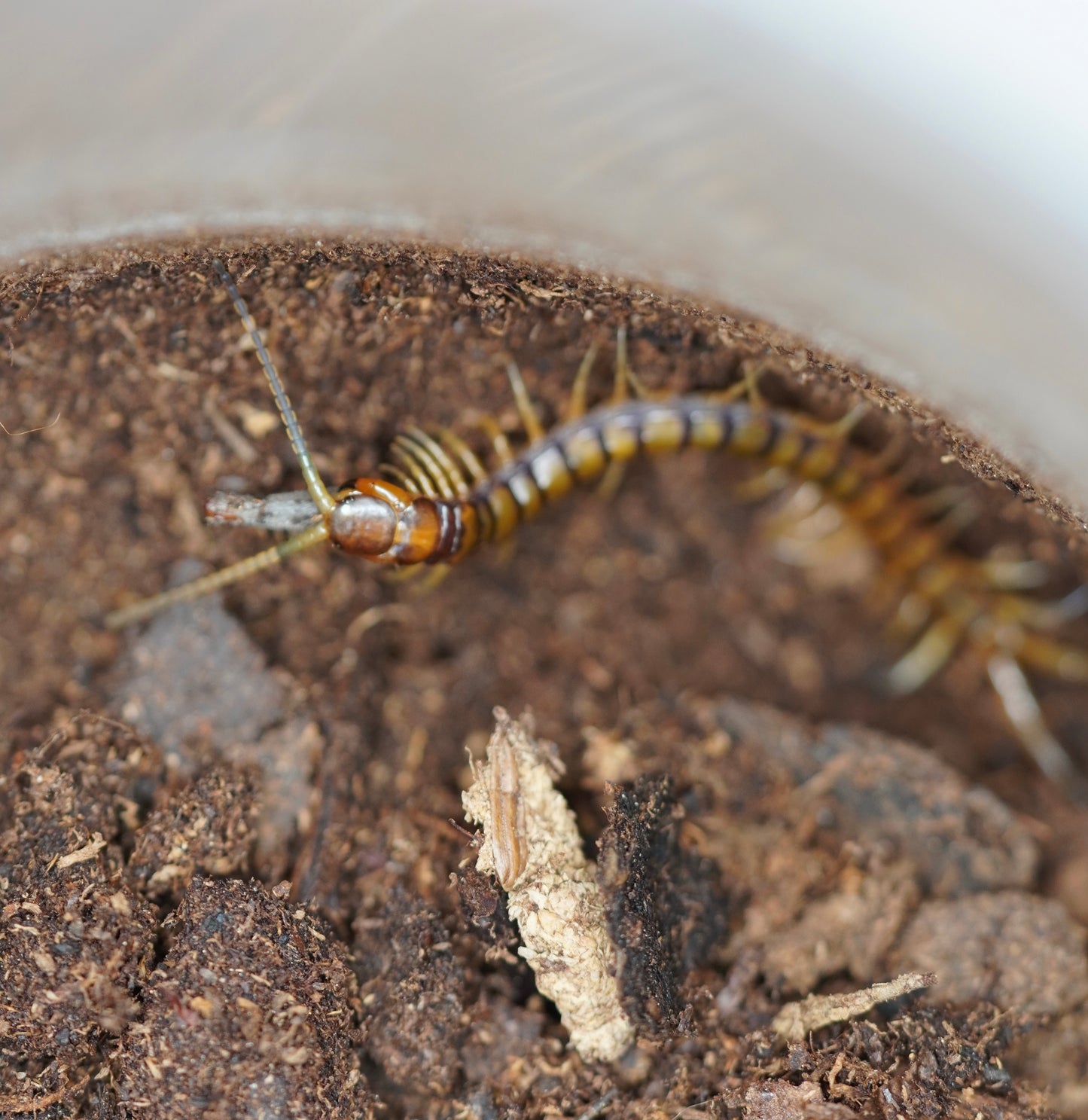 Haitian giant centipede (Scolopendra alternans) - Frognose Exotics