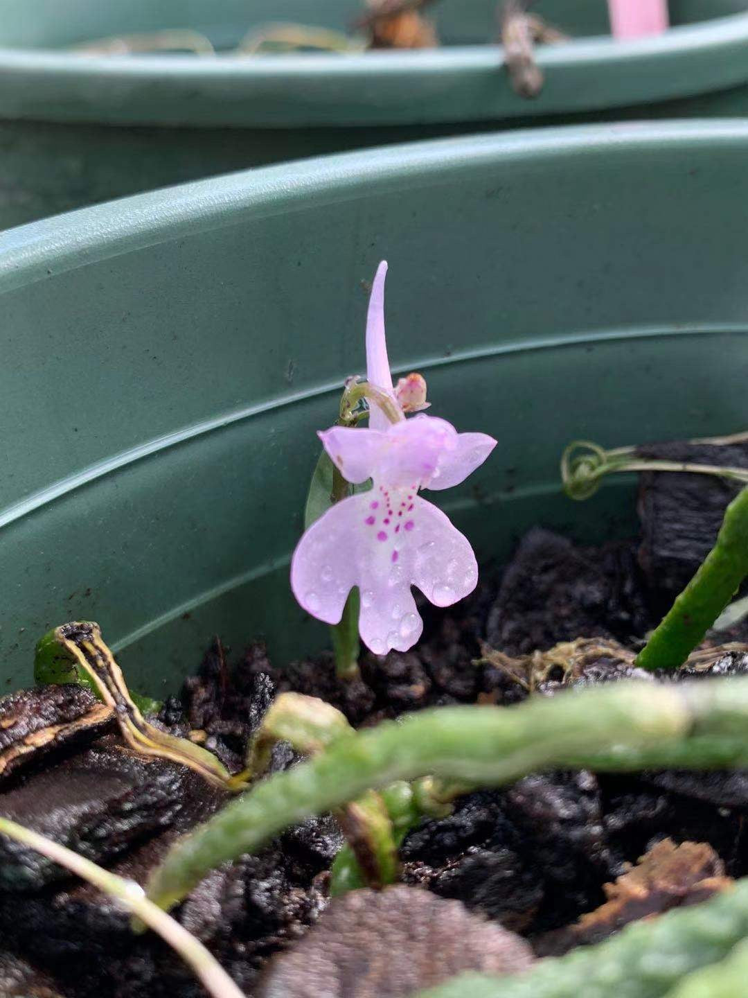 Amitostigma pinguiculum - FS tuber - Frognose Exotics