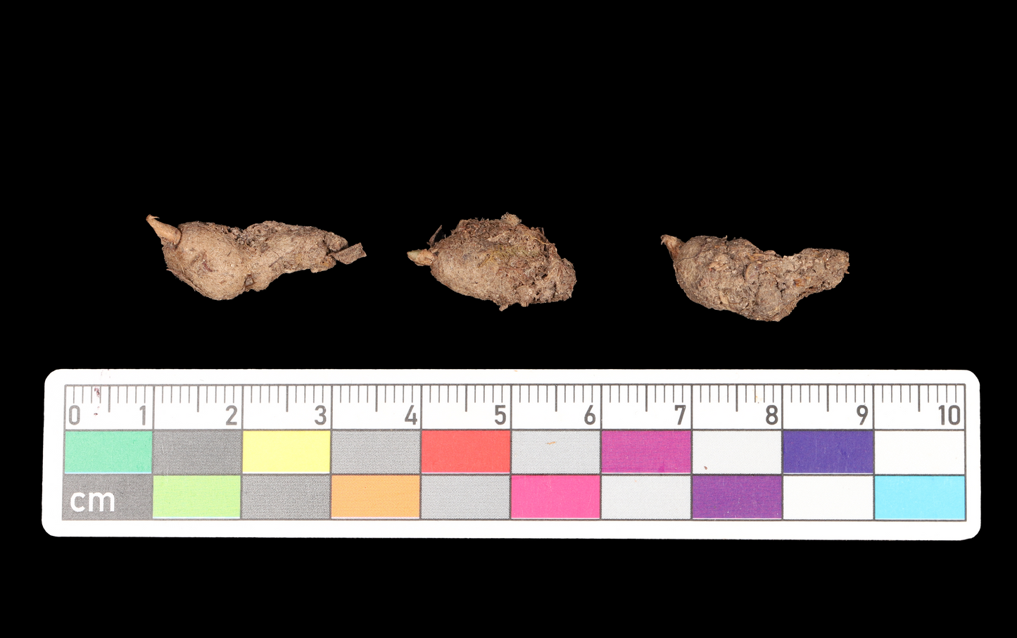 Amitostigma pinguiculum - FS tuber - Frognose Exotics