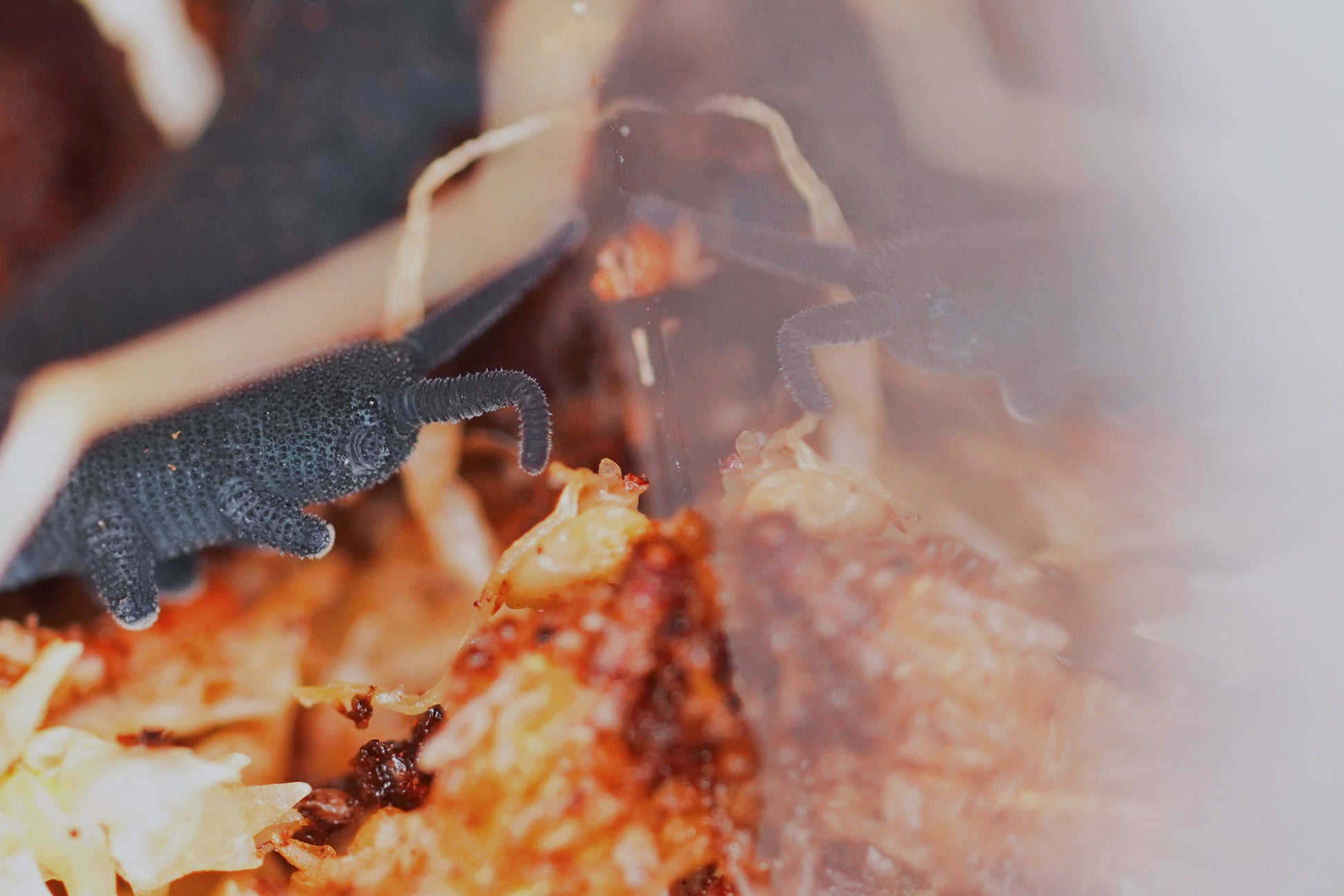 Blue Velvet Worm (Euperipatoides rowelli) - Frognose Exotics