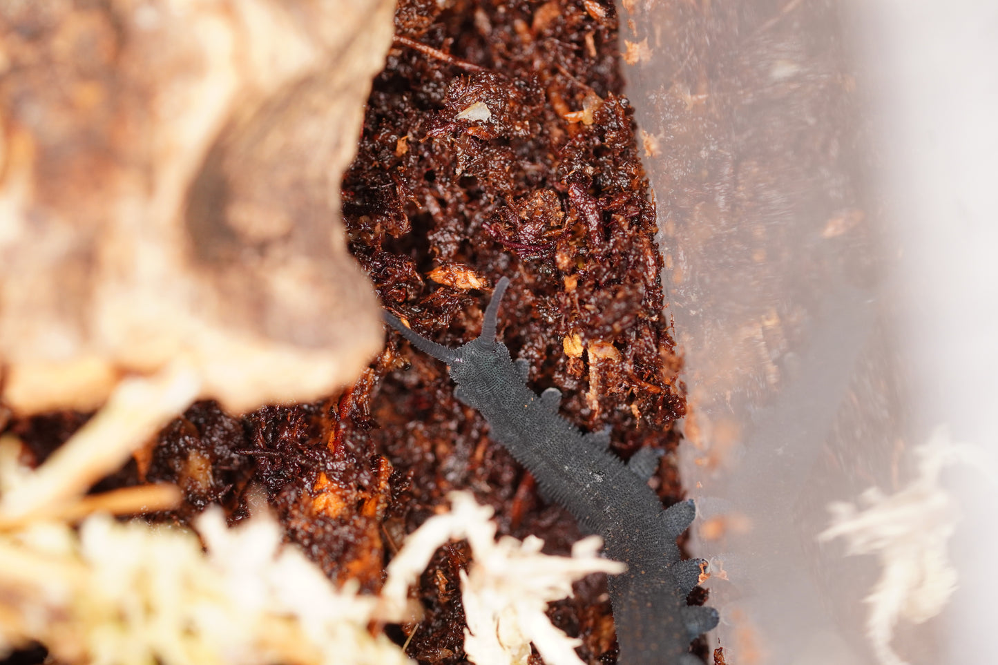 Blue Velvet Worm (Euperipatoides rowelli) - Frognose Exotics