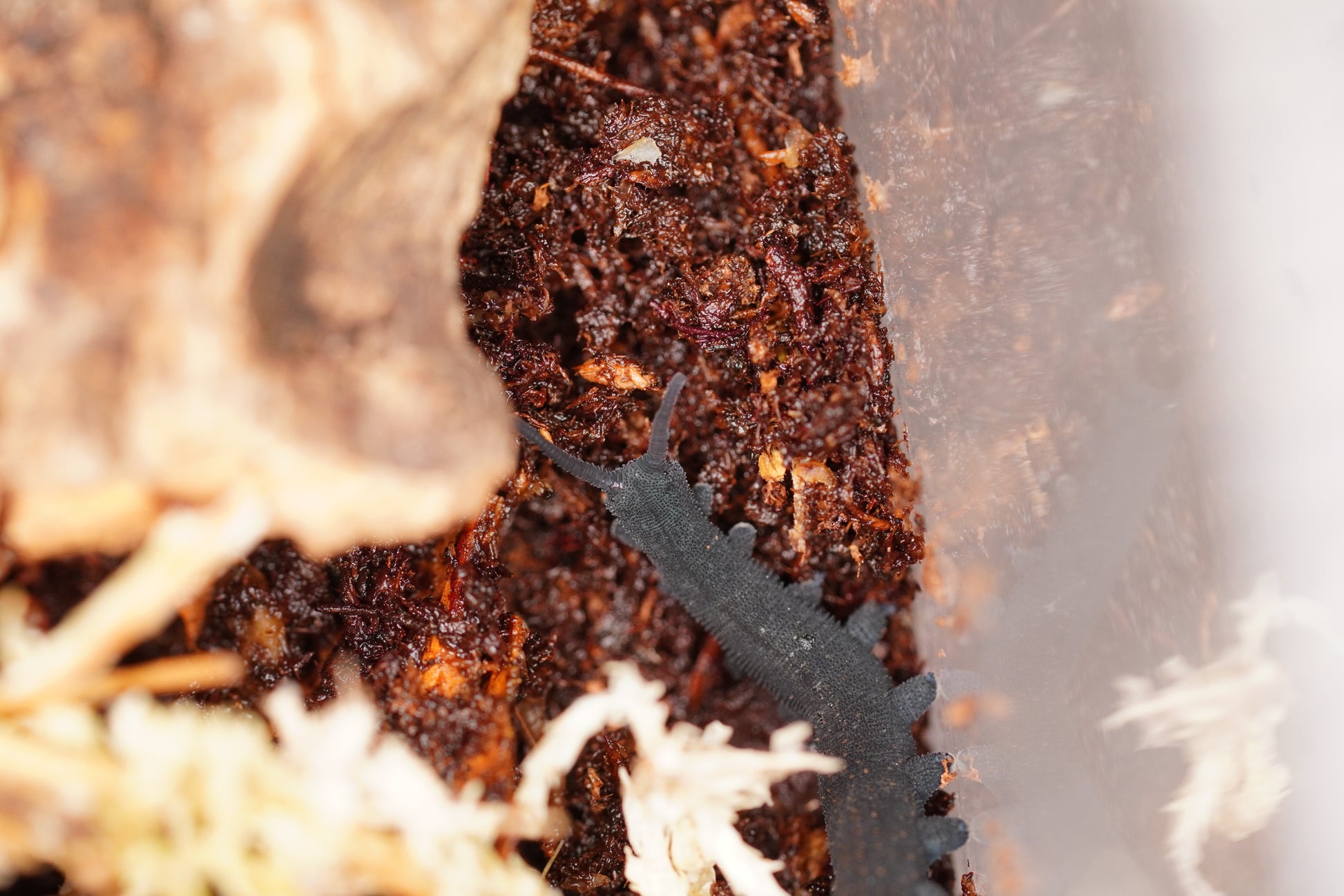 Blue Velvet Worm (Euperipatoides rowelli) - Frognose Exotics