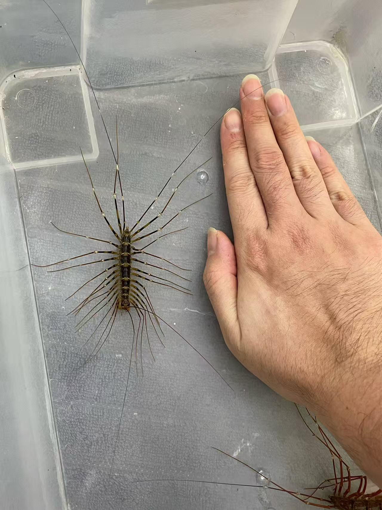 Giant Cave Centipede (Thereuopoda longicornis) - Frognose Exotics