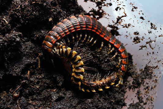 Millipede Centipede (Edentistoma octosulcatum) - Frognose Exotics