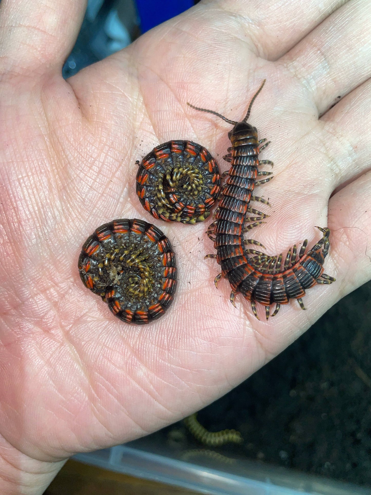Millipede Centipede (Edentistoma octosulcatum) - Frognose Exotics