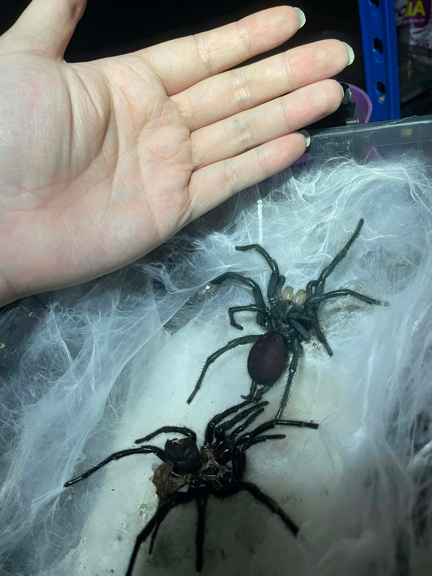 Gigathele hungae Spiderling