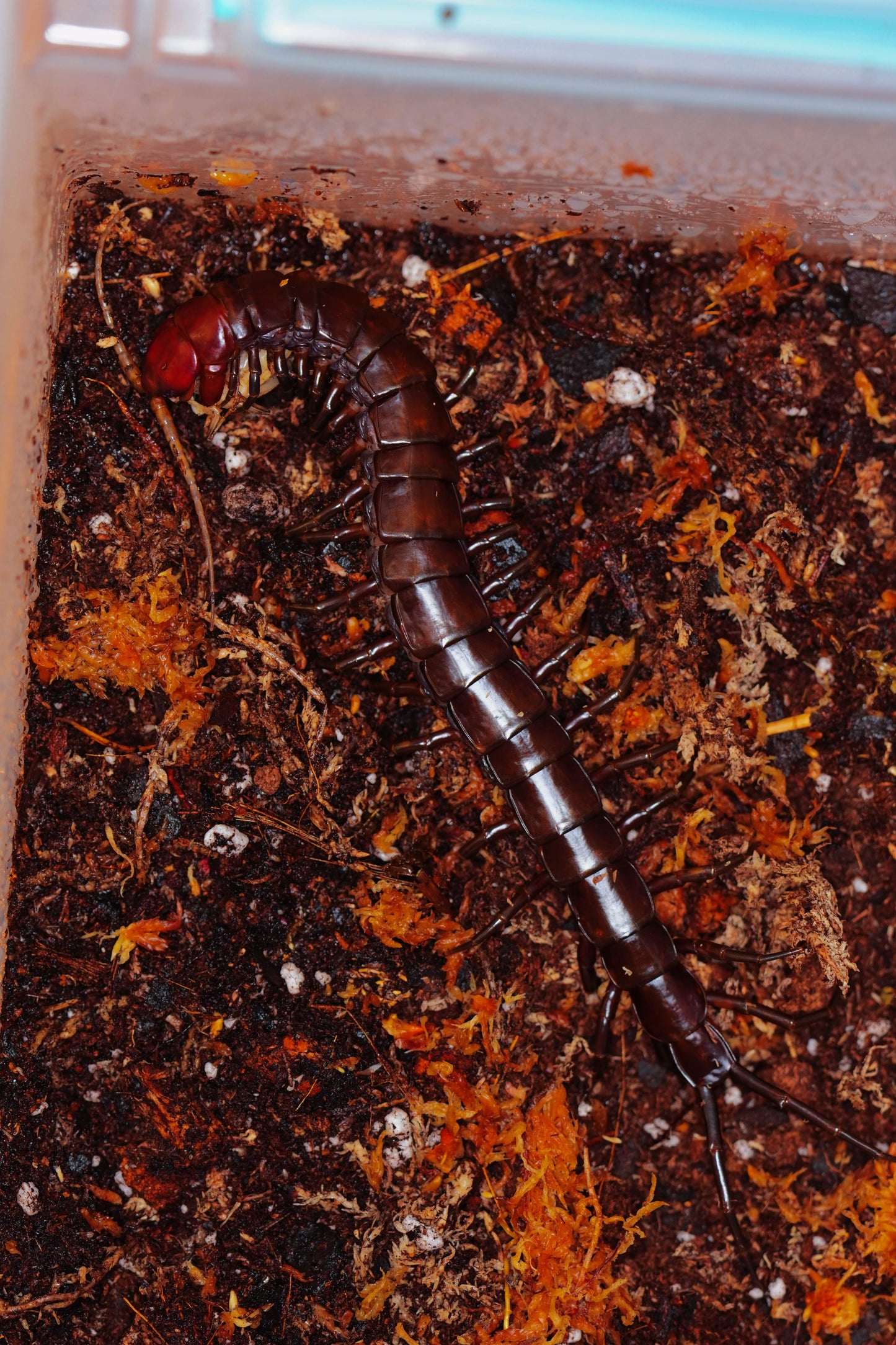 Buton Island Black Centipede - Frognose Exotics