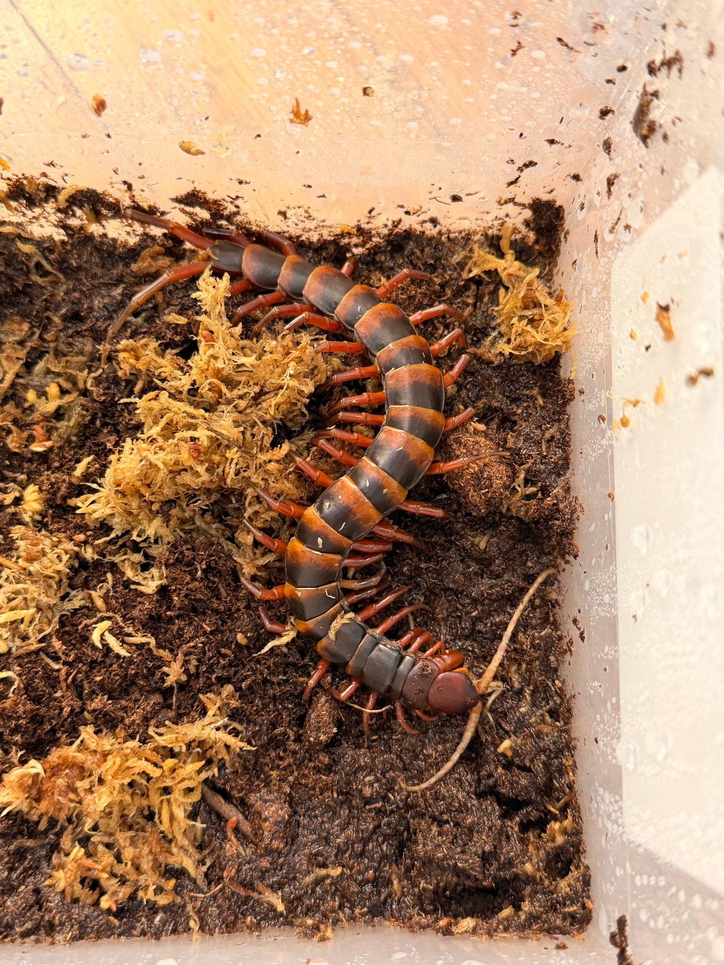 Scolopendra Toraja - Red - Frognose Exotics