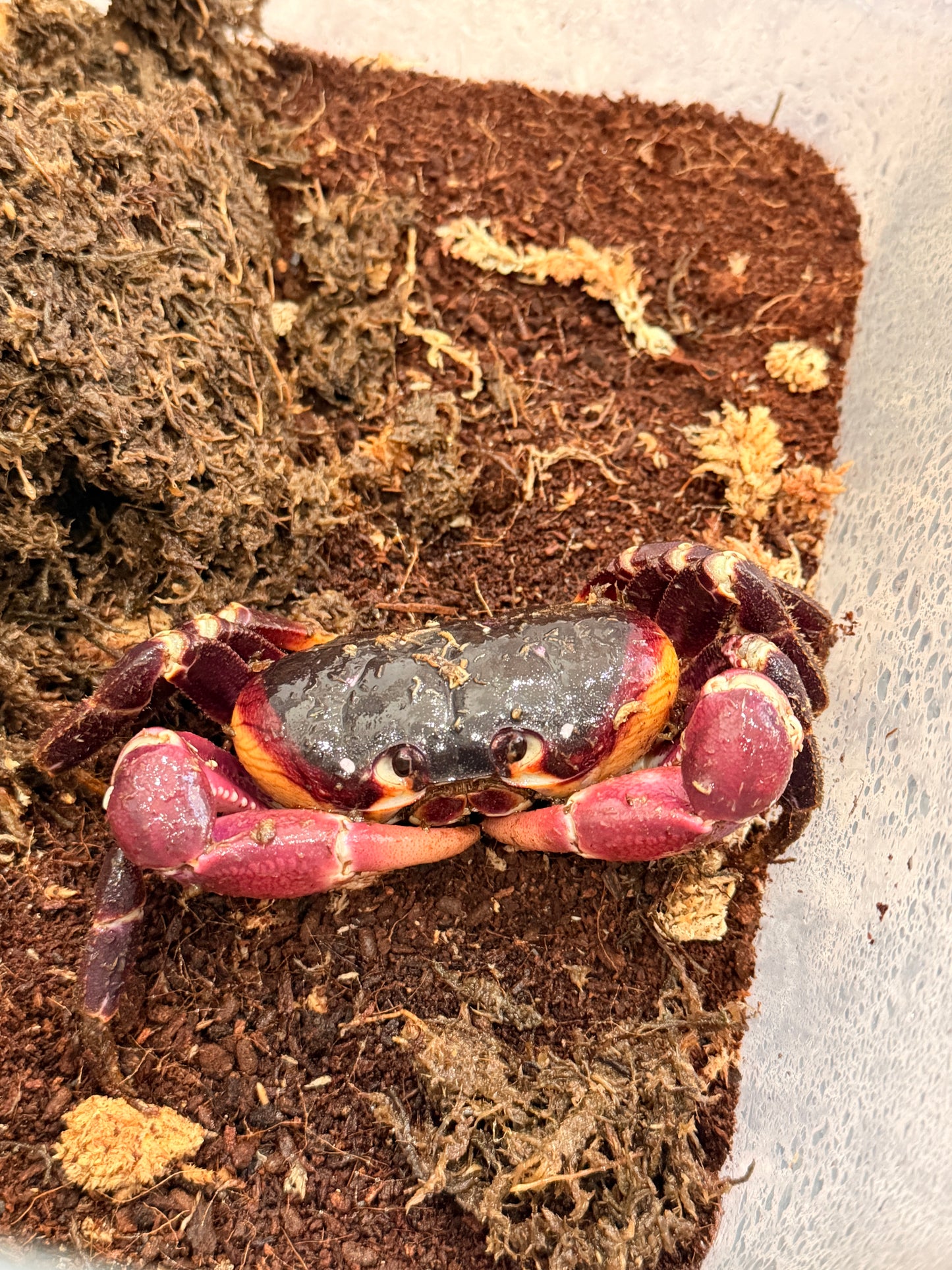 Gecarcoidea lalandii - Frognose Exotics