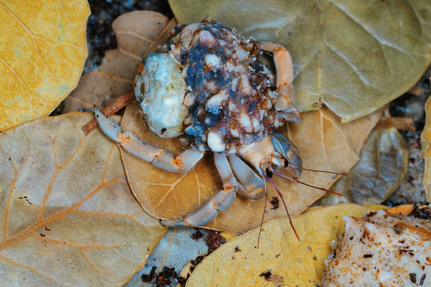 Coenobita sp Blueberry - Frognose Exotics