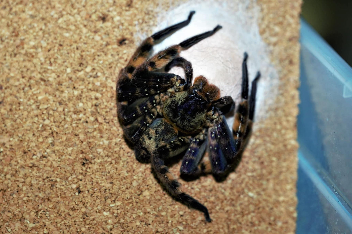 Heteropoda lunula - Frognose Exotics