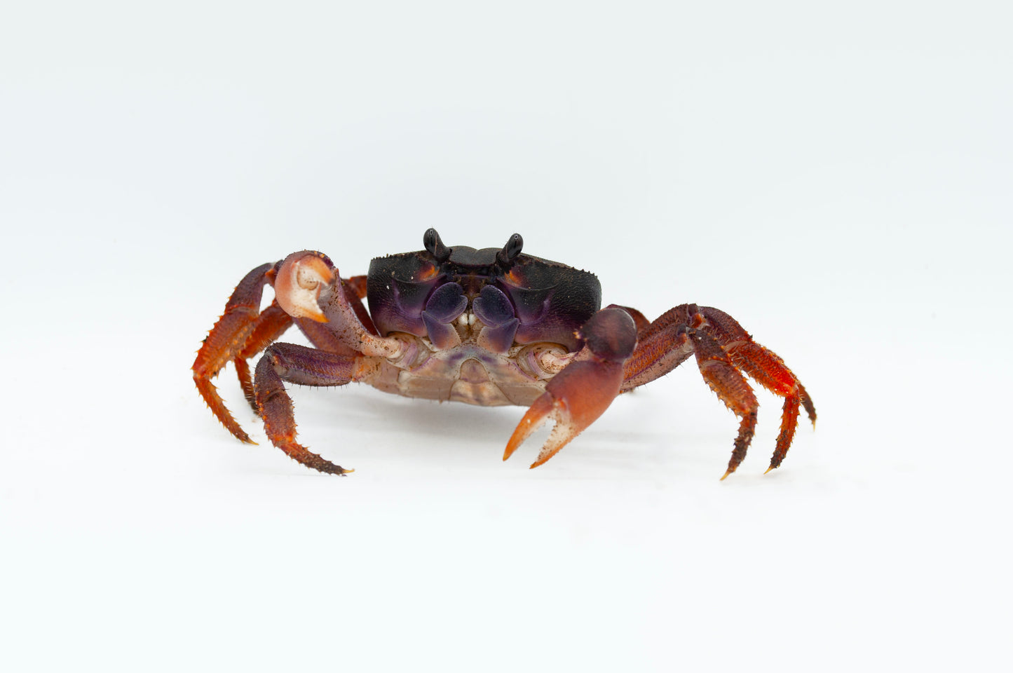 Johngarthia weileri