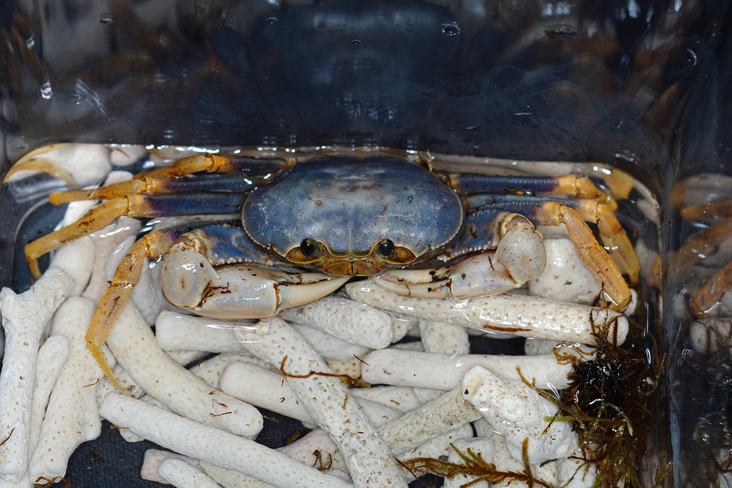 Space Marine Crab (Tiwaripotamon caeruleum)