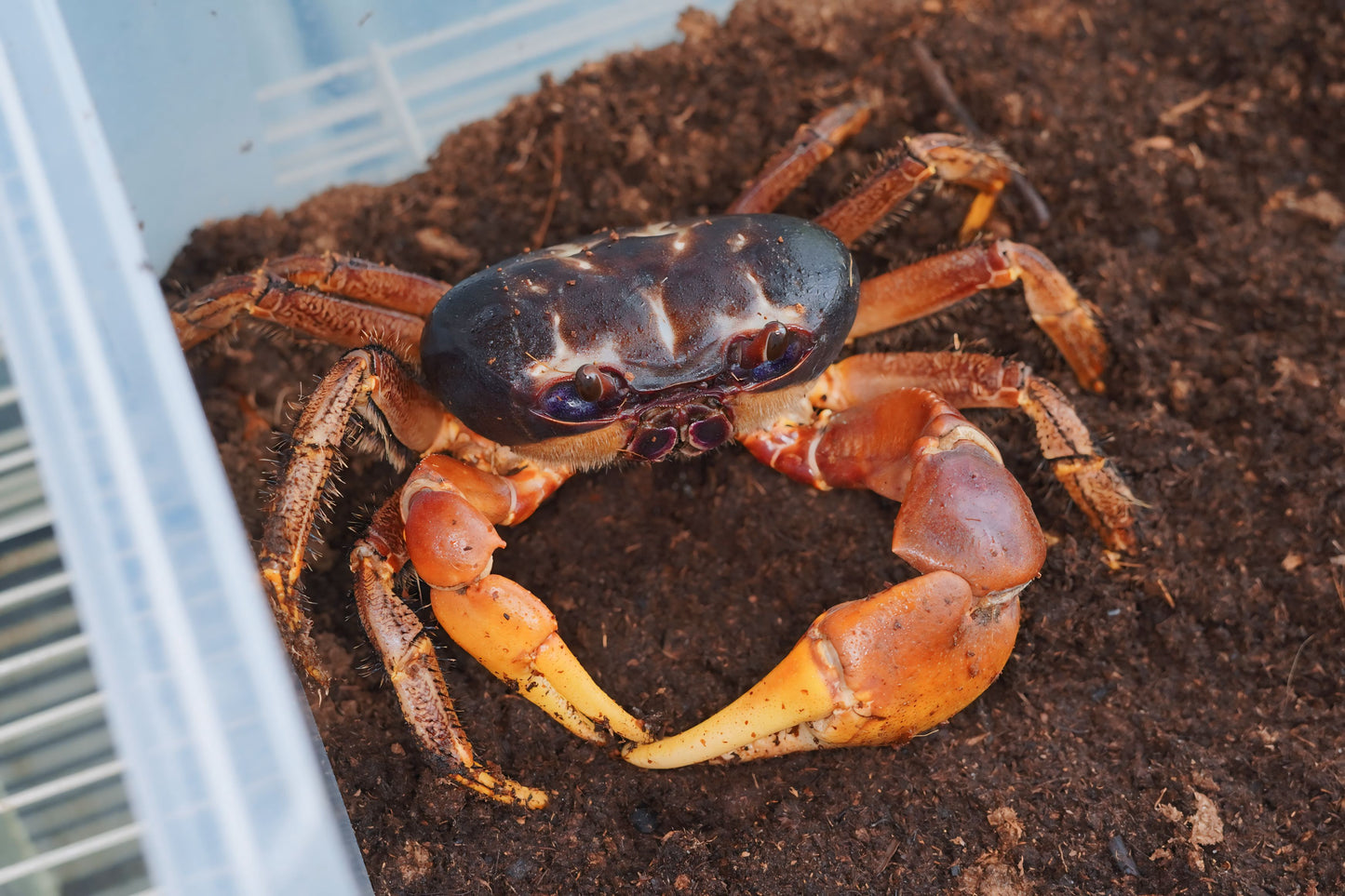 Giant Hairy Land Crab (Tuerkayana Hirtipes) - Frognose Exotics