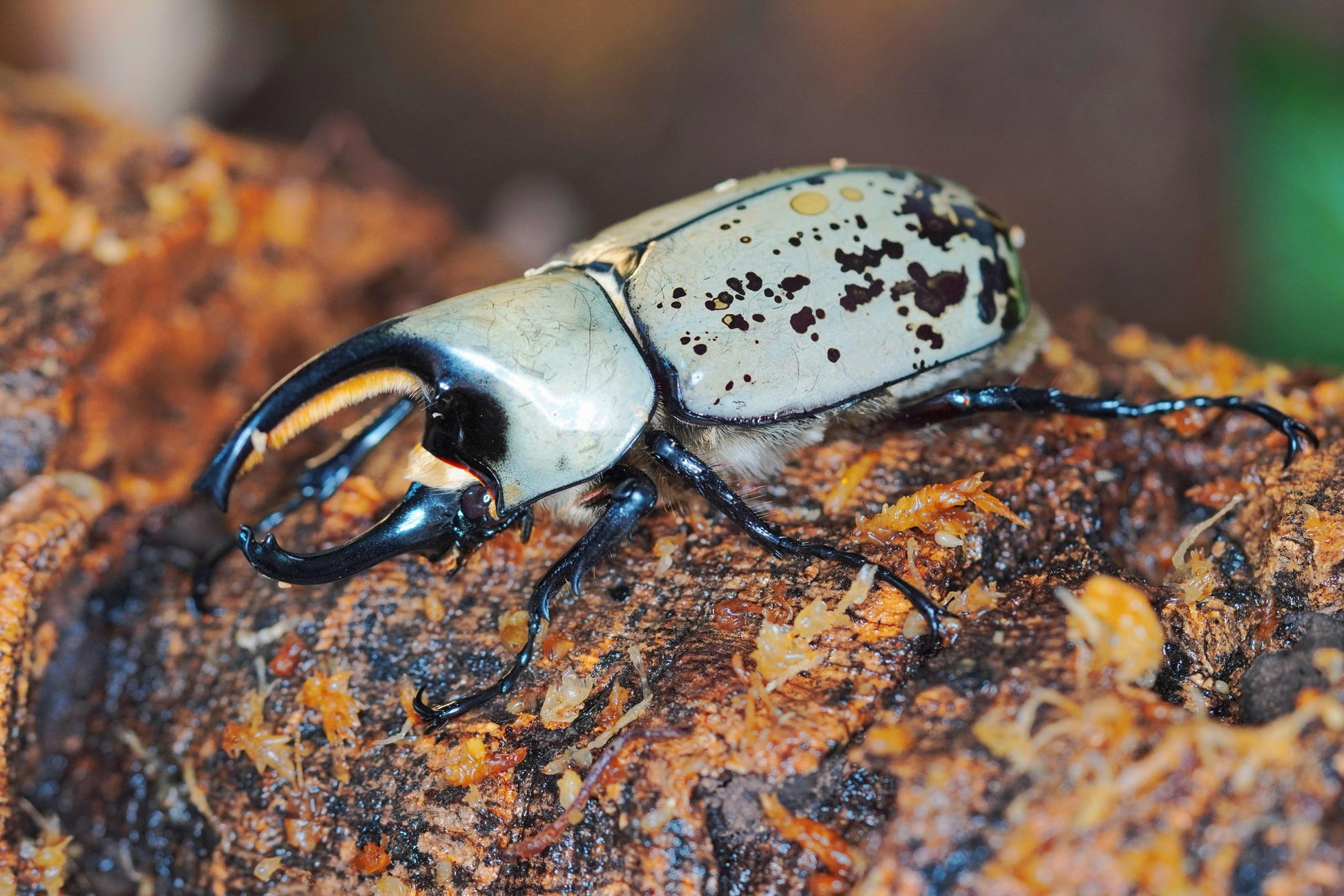 Western Hercules Beetle Grub - COMING SOON - Frognose Exotics
