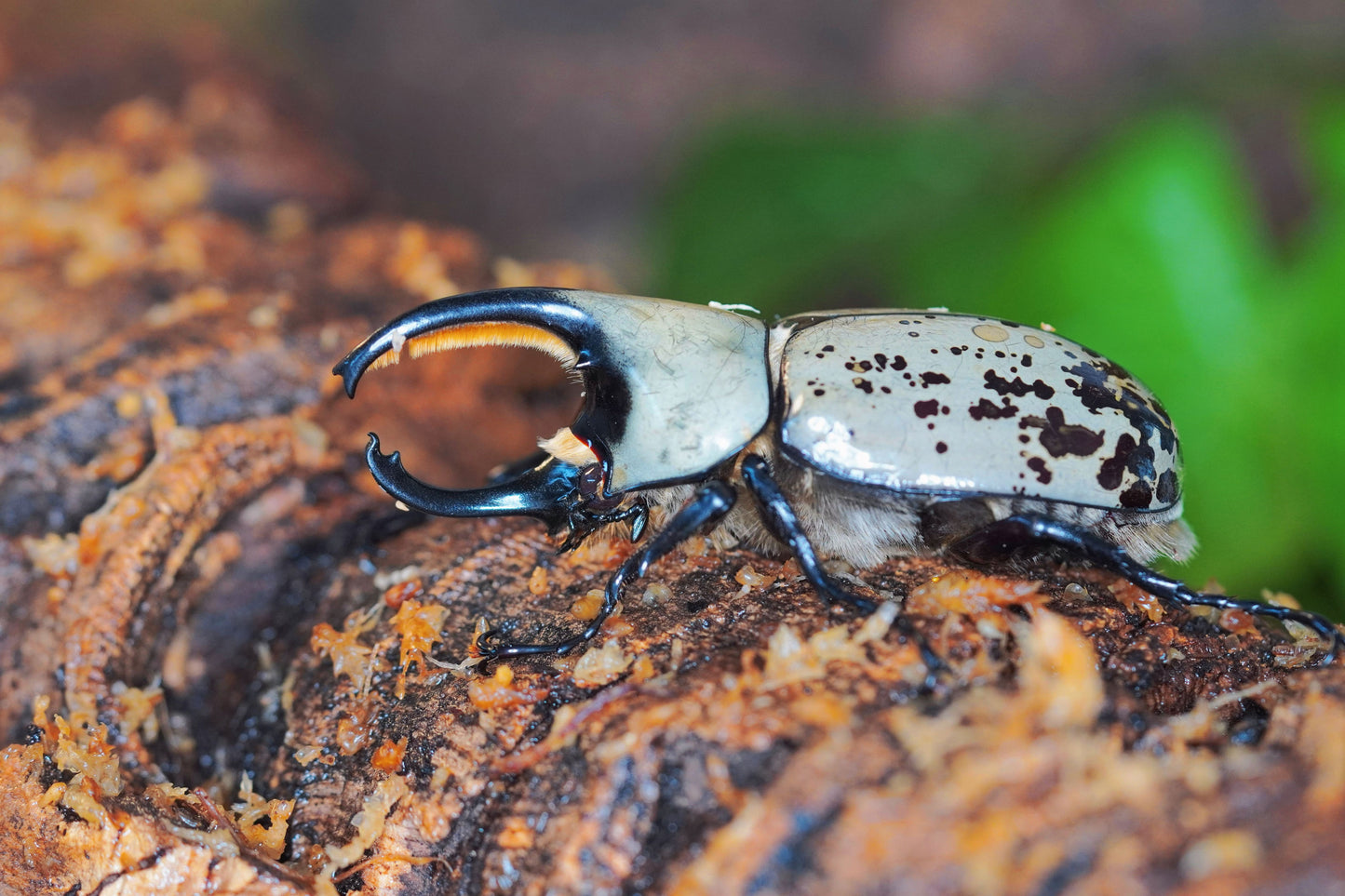 Western Hercules Beetle Grub - COMING SOON - Frognose Exotics