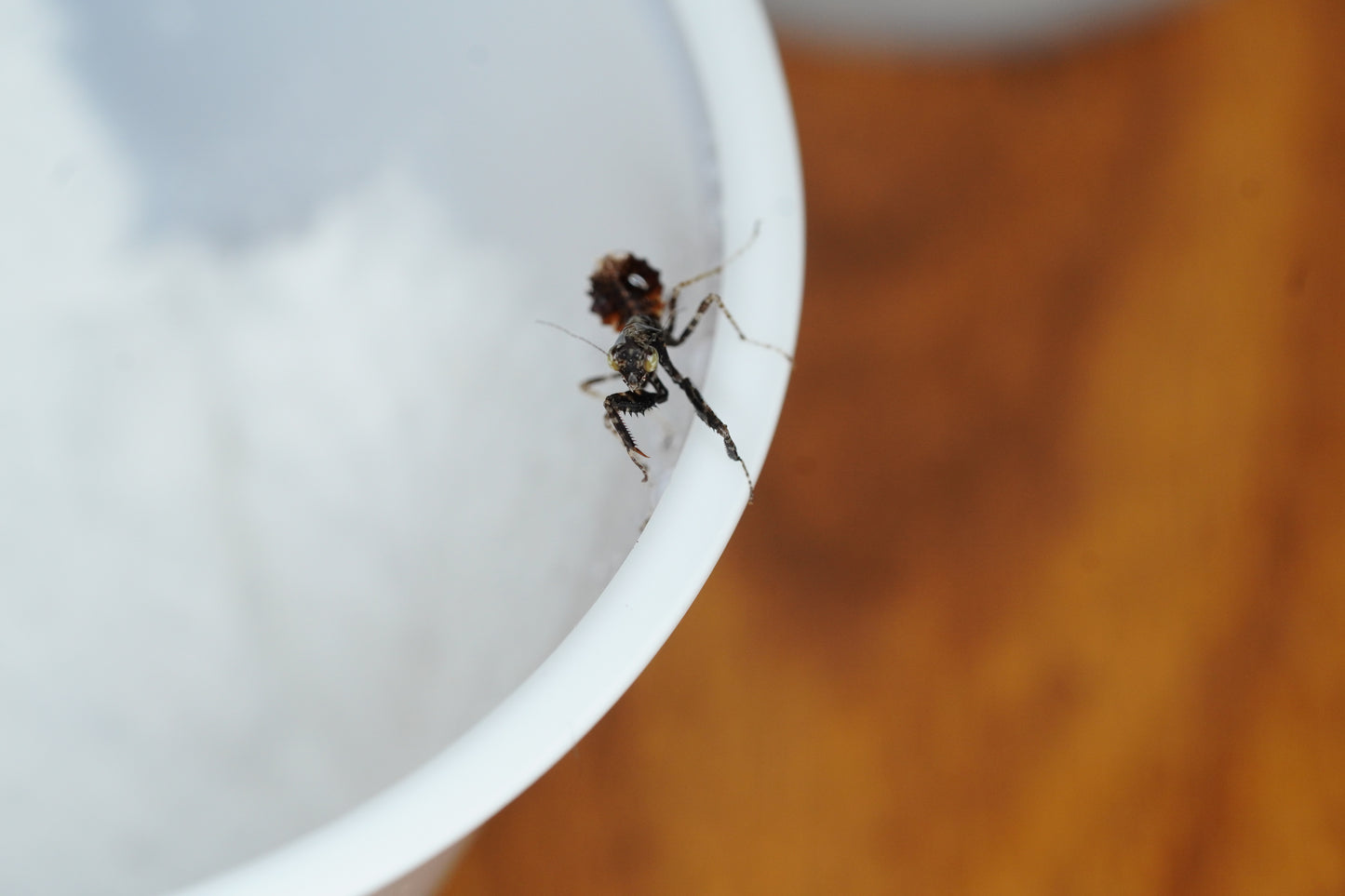 Parablepharis kuhlii nymph - Frognose Exotics