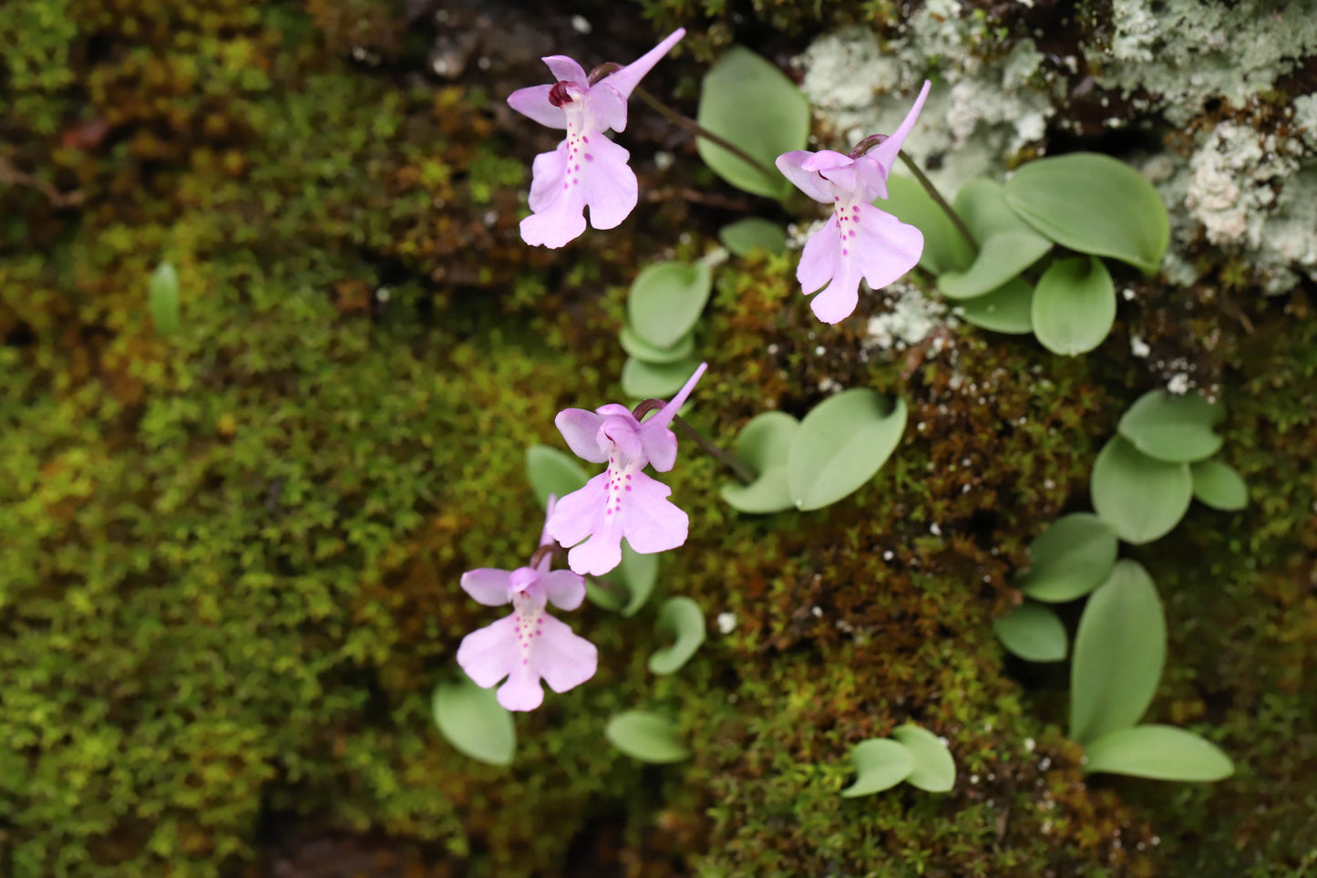 Amitostigma pinguiculum - FS tuber - Frognose Exotics
