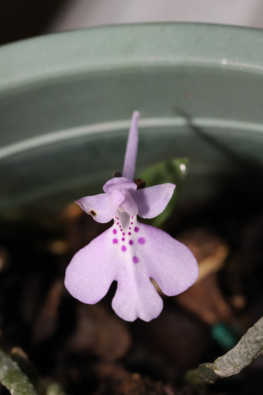 Amitostigma pinguiculum - FS tuber - Frognose Exotics