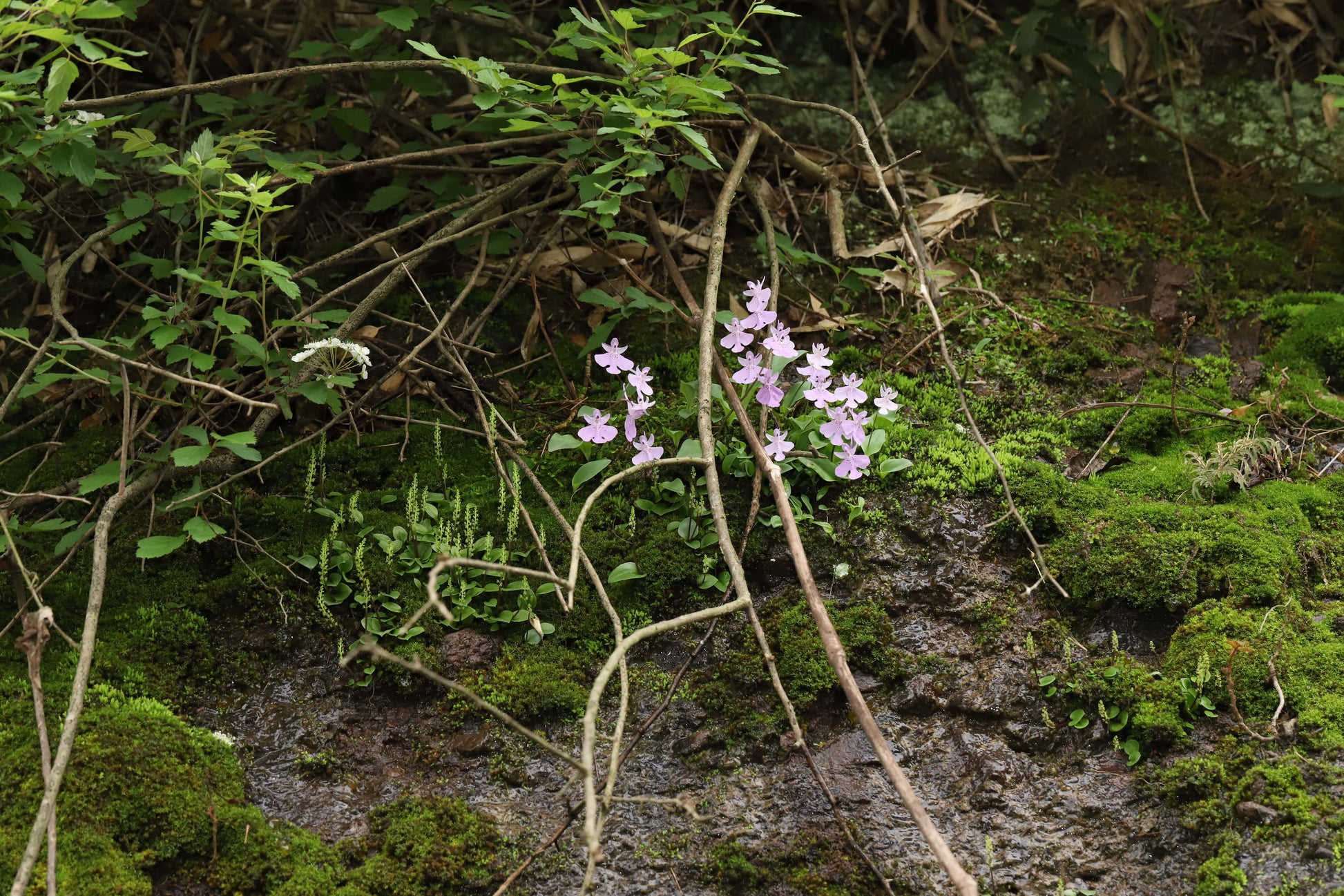 Amitostigma pinguiculum - FS tuber - Frognose Exotics