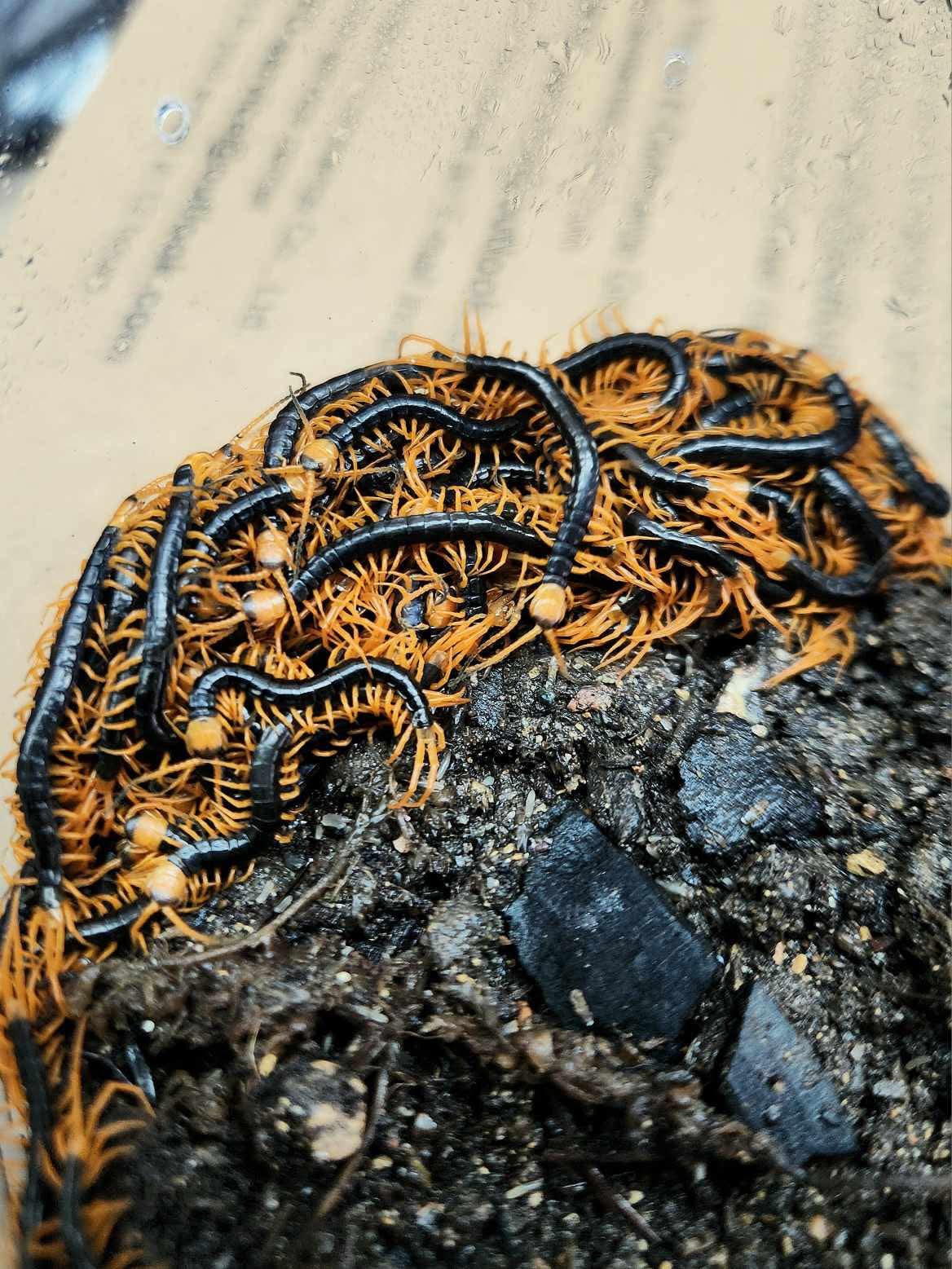 Black Flame Leg Centipede - Frognose Exotics