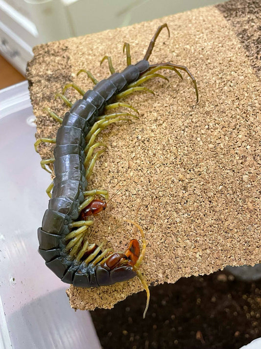 Borneo Green Tree Centipede (Scolopendra subspinipes) - Frognose Exotics