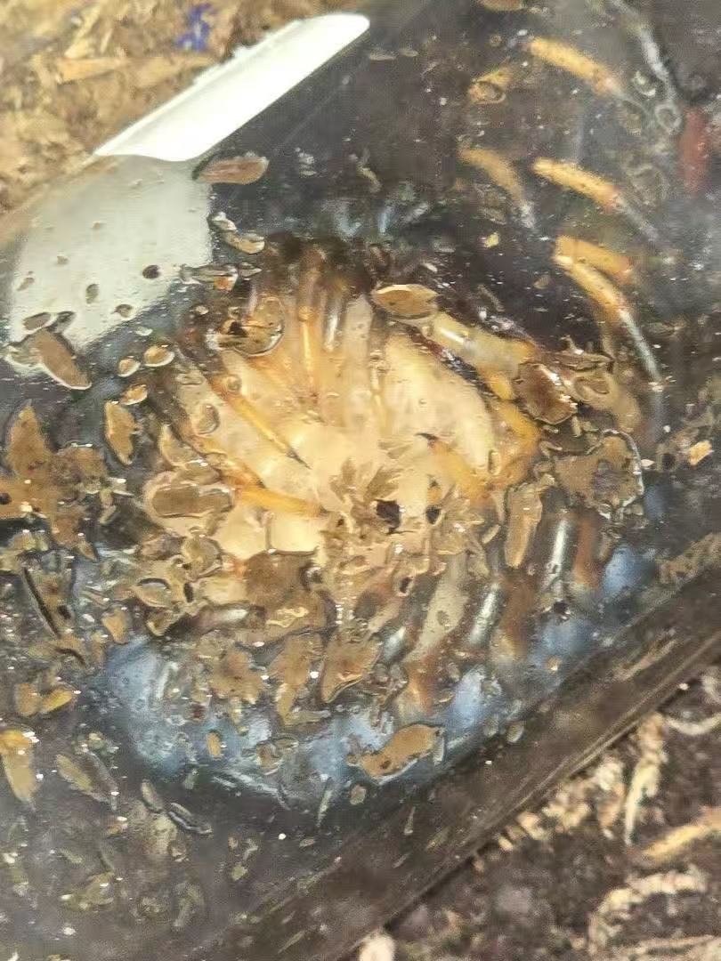 Scolopendra Sp Java Black Giant CBB Pedelings