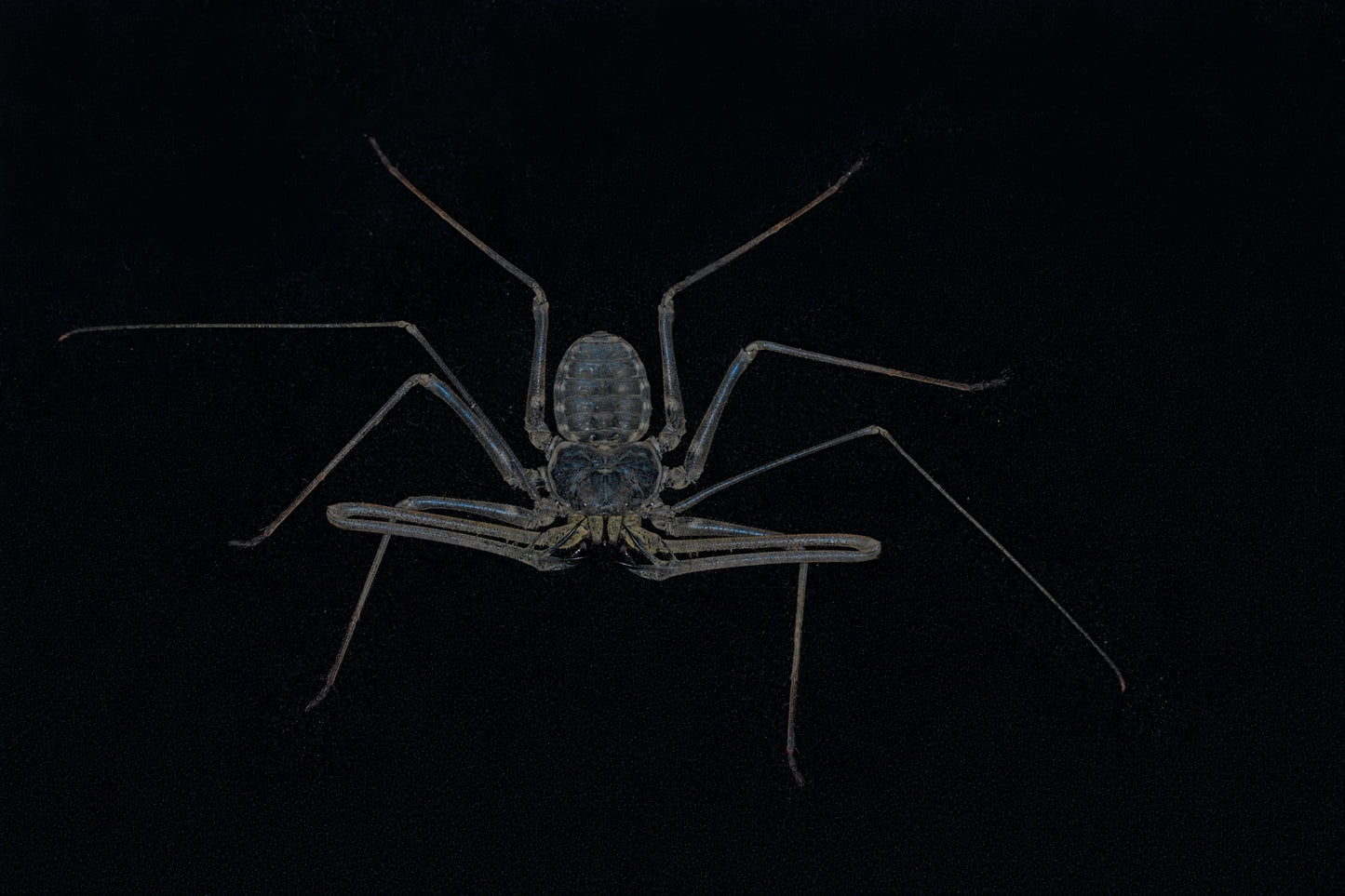 Phrynichus orientalis