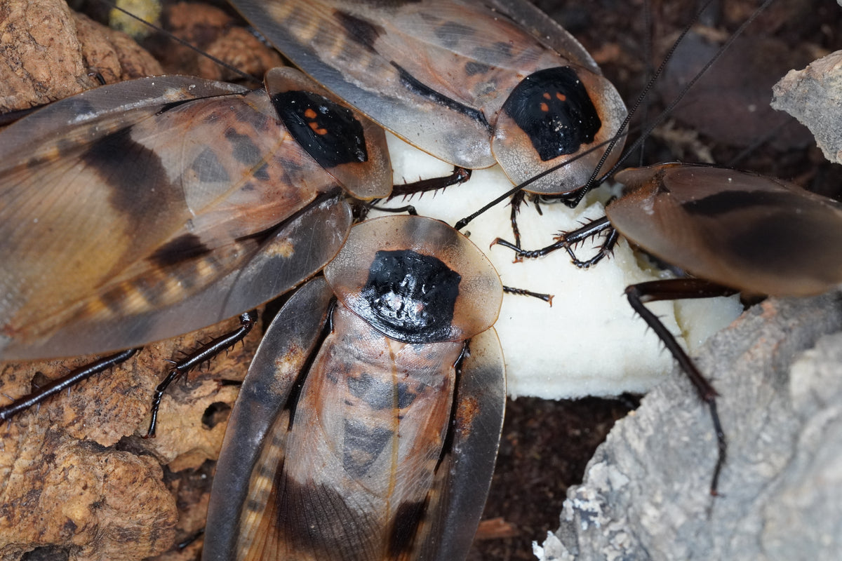 Blaberus sp. honduras