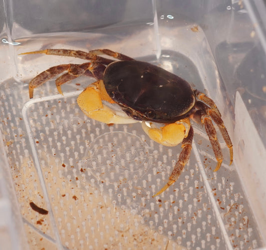 Giant Red Land Crab (Tuerkayana Magnum) Small - Frognose Exotics