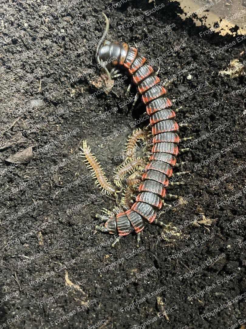 Millipede Centipede (Edentistoma octosulcatum) - Frognose Exotics