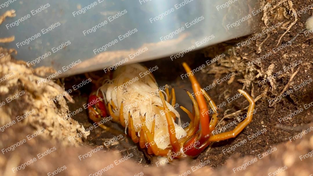 Hispaniola Red Giant (Scolopendra alternans) 4-5 inch Yearling Juveniles - Frognose Exotics