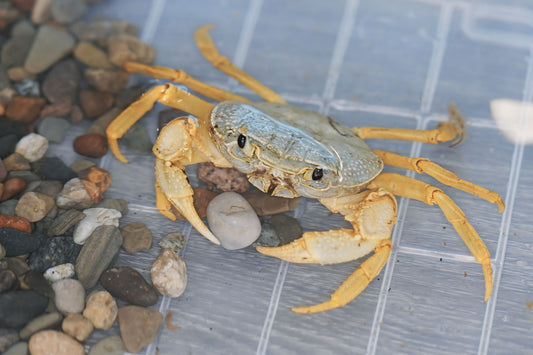 Freshwater Crab Care Guide
