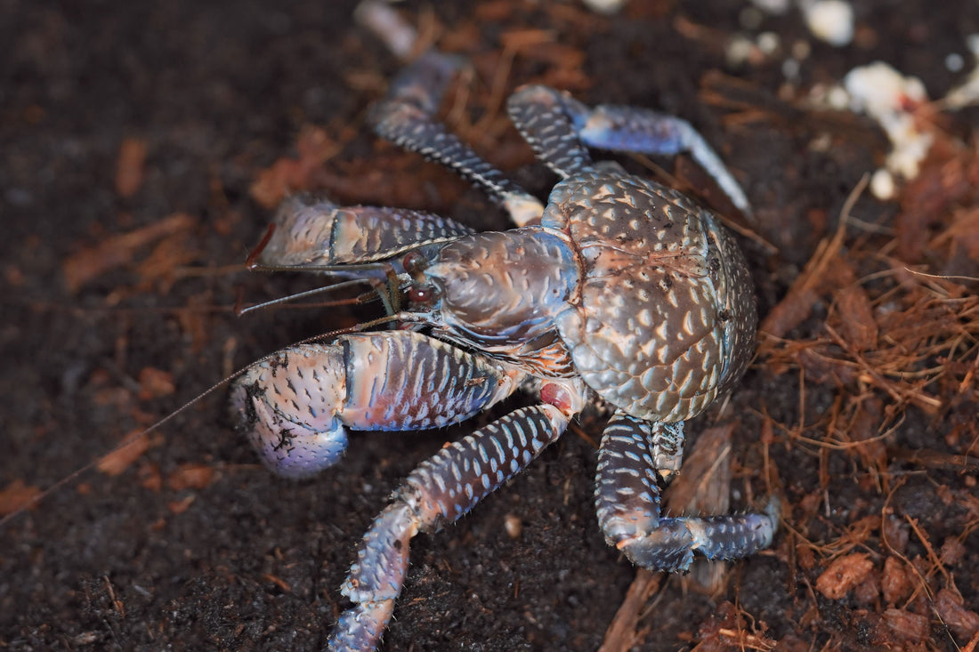 Coconut Crab Enclosure Set Up Guide