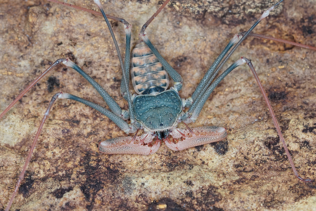 Whip Spider Care Guide