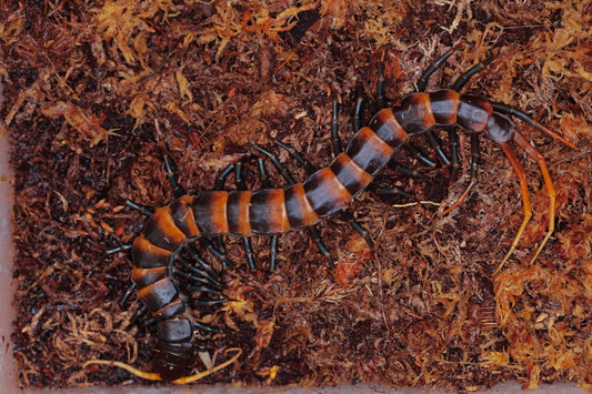 Asian Centipede Care Guide
