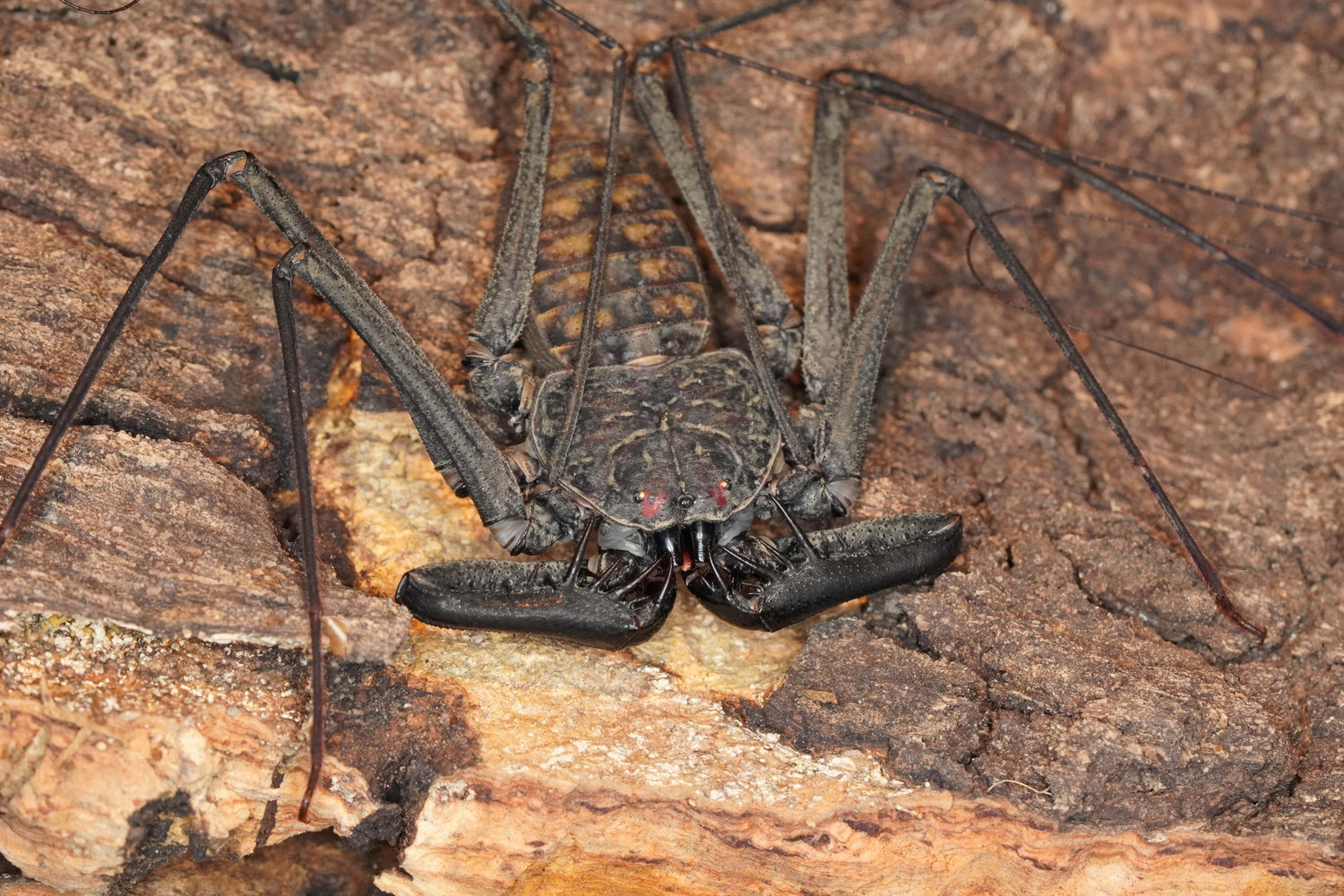 Tailless Whip Scorpions