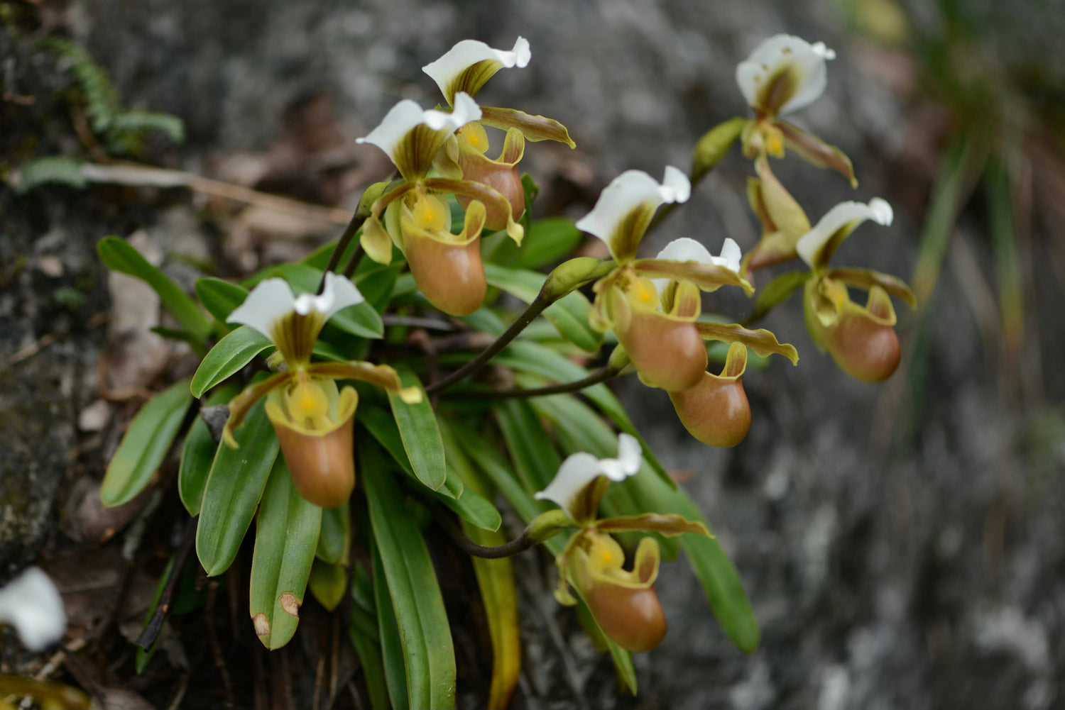 Orchids