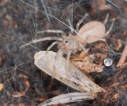 Giant Japanese Funnel-Web Spider (Macrothele gigas) - Frognose Exotics