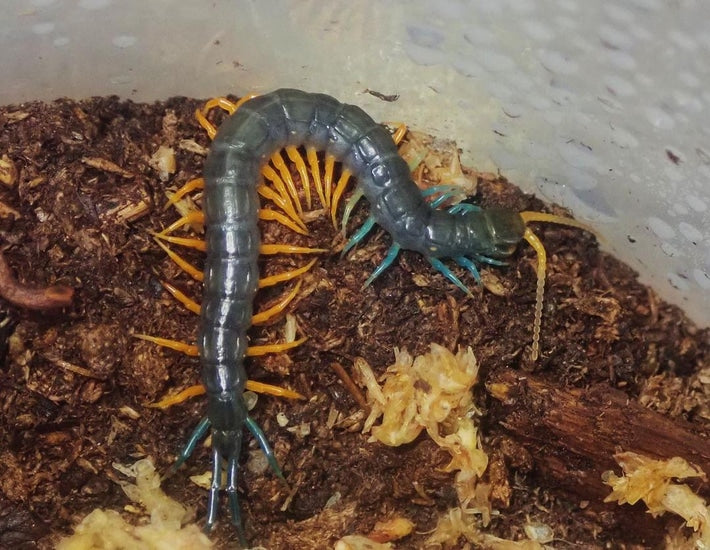 Scolopendra Sp Malaysian Jewel - Frognose Exotics