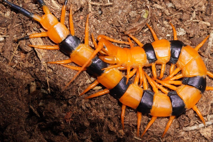 Indian Tiger Centipede (Scolopendra hardwickei) Juvenile - Frognose Exotics