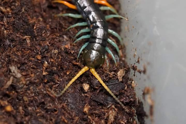 Scolopendra Sp Malaysian Jewel - Frognose Exotics