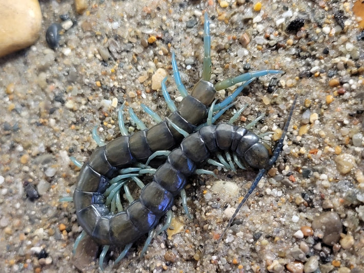 Halcyon Giant Centipede (Scolopendra alcyona) - Frognose Exotics